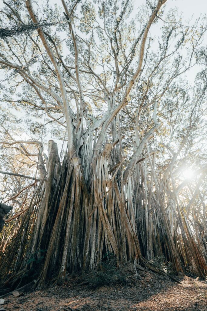 A towering banyan tree with sprawling branches in a sunlit forest, showcasing nature's grandeur.
