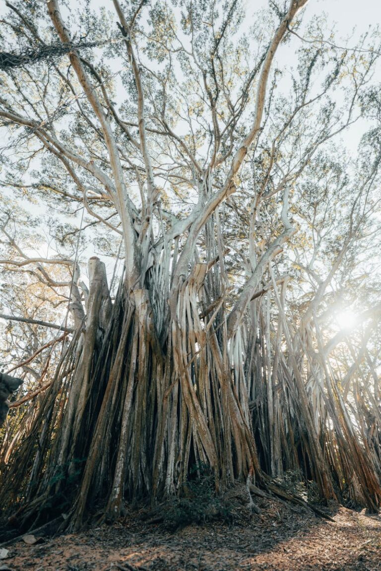 A towering banyan tree with sprawling branches in a sunlit forest, showcasing nature's grandeur.