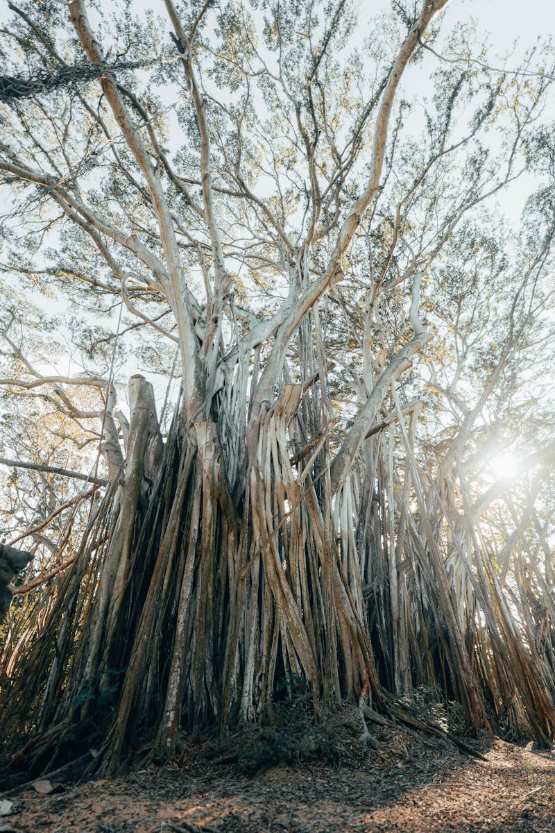 A towering banyan tree with sprawling branches in a sunlit forest, showcasing nature's grandeur.